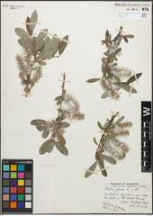 Foto von Salix glauca L.